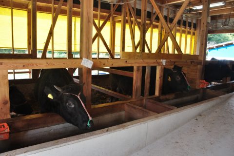 写真4：隠岐黒磯牛を選択