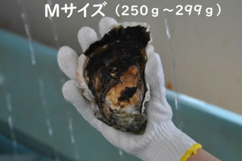 写真7：隠岐のいわがき「清海」【冷凍】M　10個セットを選択